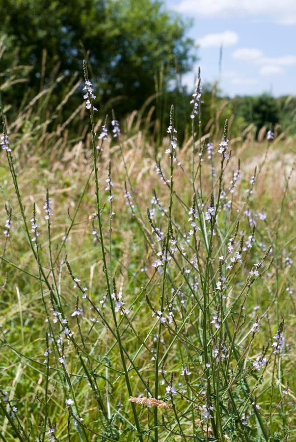 Official vervain in full bloom on a sunny meadow edge with bees foraging nearby