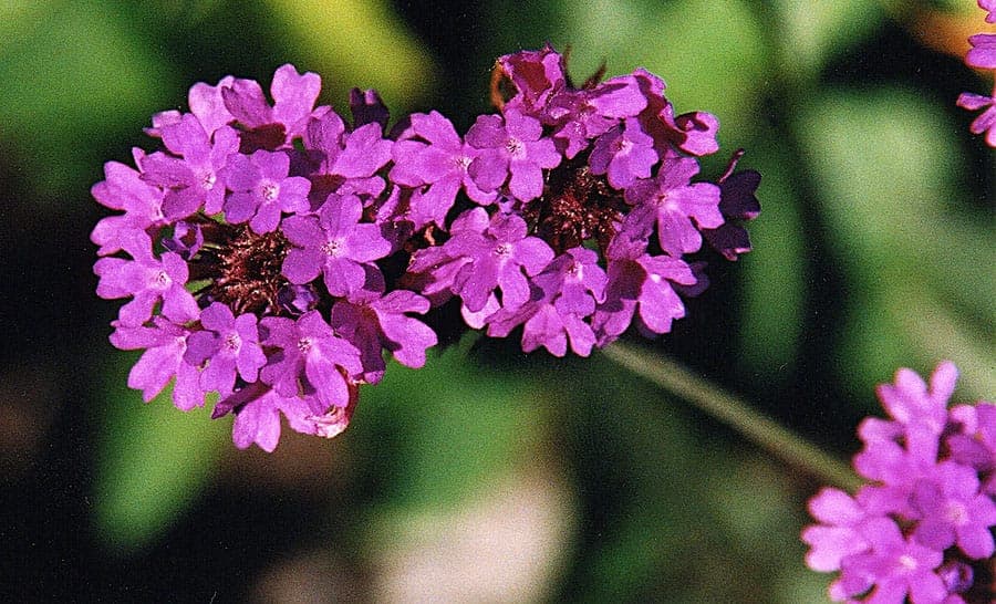 Steifes Eisenkraut in voller Blüte auf einem sonnigen Beet
