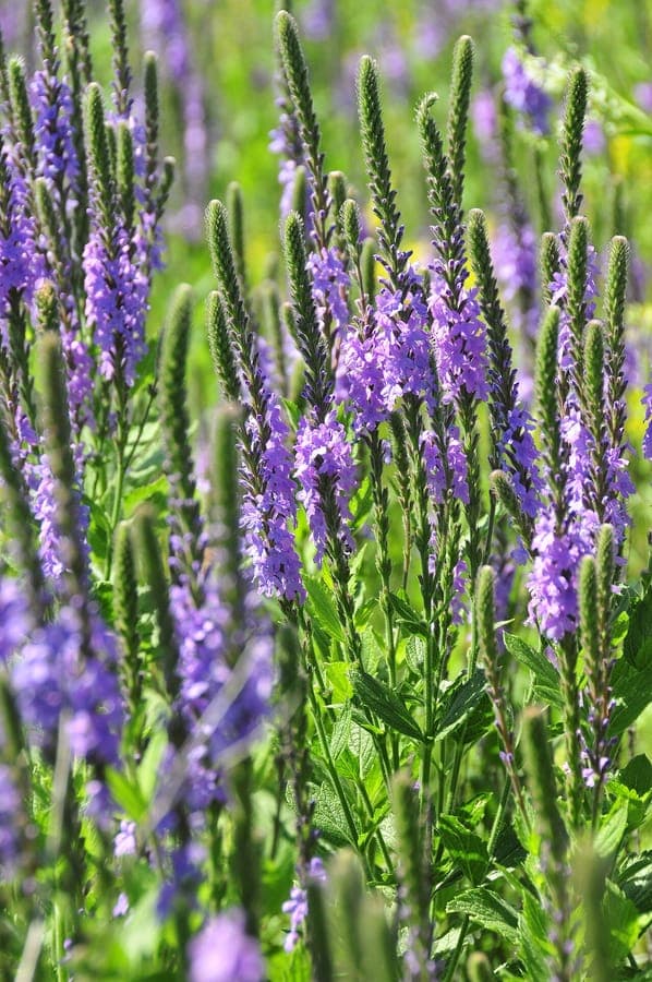 Hoary verbena met paarse bloemen en wollige verschijning