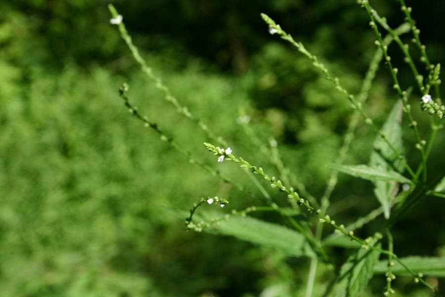 Verbena urticifolia met witte bloempluimen en ortie-achtig blad