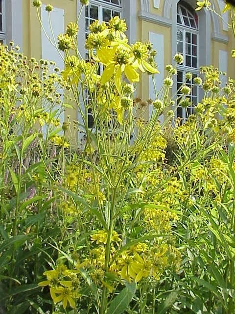 Verbesina alternifolia with distinctive winged stems and yellow flowers