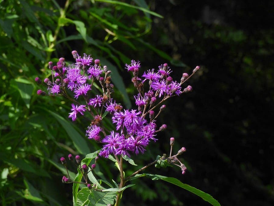 Reuzenschijnaster (Vernonia gigantea) met rijke paars-rode bloemen in late zomer