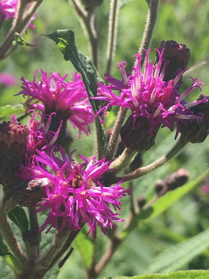 Missouri ironweed with deep purple flower clusters in late summer