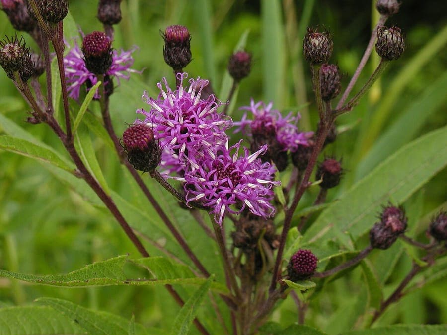 New York ironweed with rich purple flower clusters along a garden border