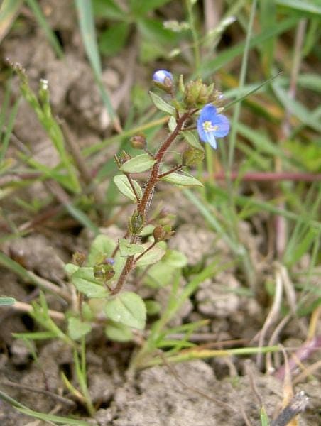 French speedwell displaying blue flowers