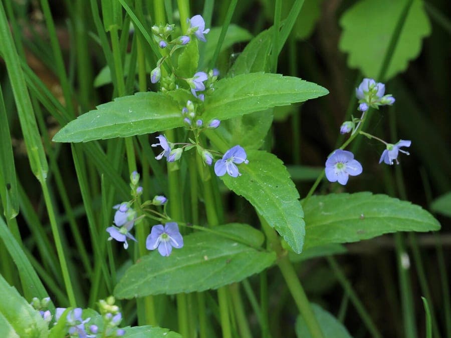 Brook Pimpernel with blue flowers
