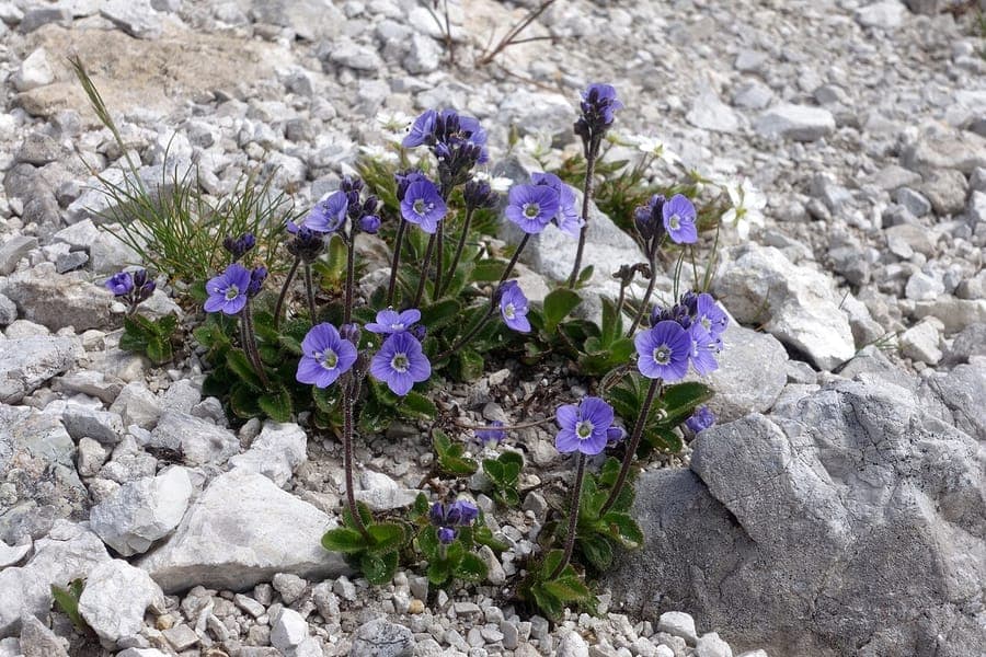 Bladarme ereprijs met blauwe bloemen op alpine locatie
