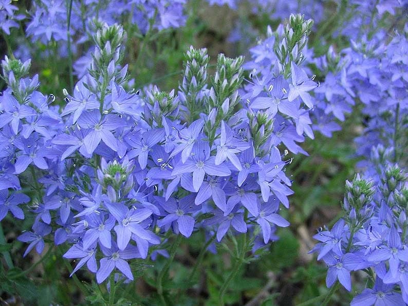 Beekpunge met helder blauwe bloemen in groen bladerwerk