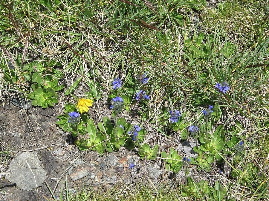 Blüten des Gänseblümchen-Ehrenpreis in einem Alpengarten