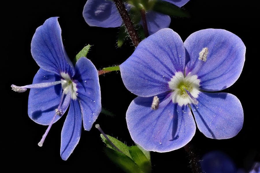 Gewone ereprijs met blauwe bloemen in weidemeving