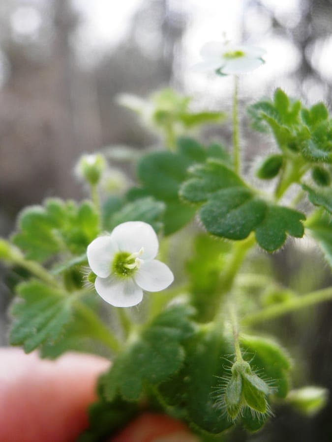 Pale speedwell with blue flowers in Mediterranean climate