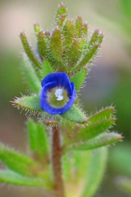 Dillenius veronica met delicate paars-blauwe bloemen