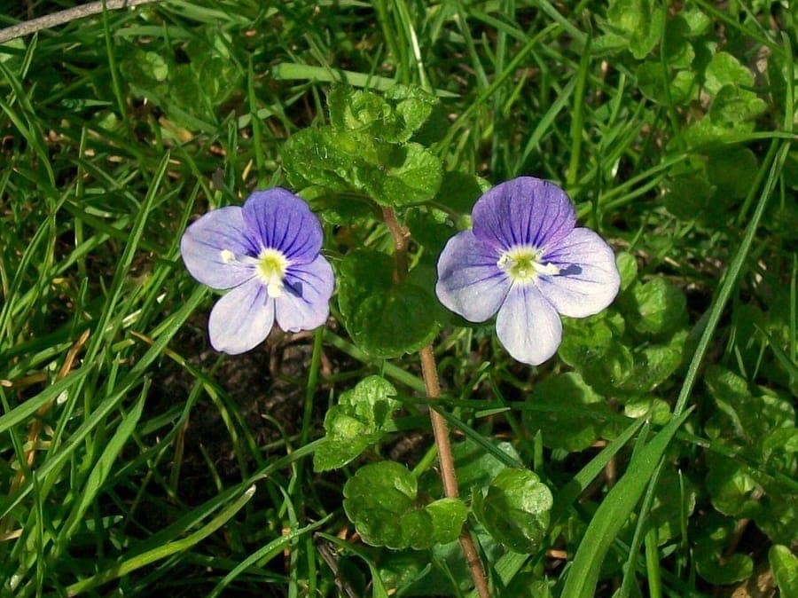 Veronique filiforme avec petites fleurs bleues sur tiges fines