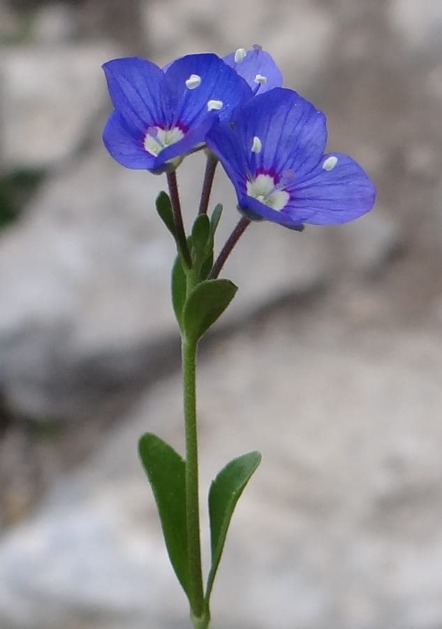 Veronica fruticans bloemen in bergomgeving