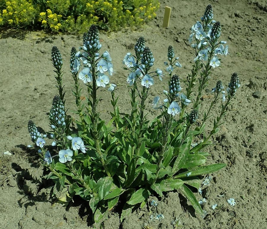 Soft blue flower spires of Veronica gentianoides in spring