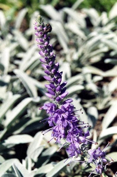 Veronica incana grauer Blauweiderich mit silbergrauem Laub und blauen Blutenaren