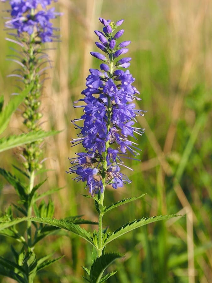 Epis de fleurs de Veronica longifolia
