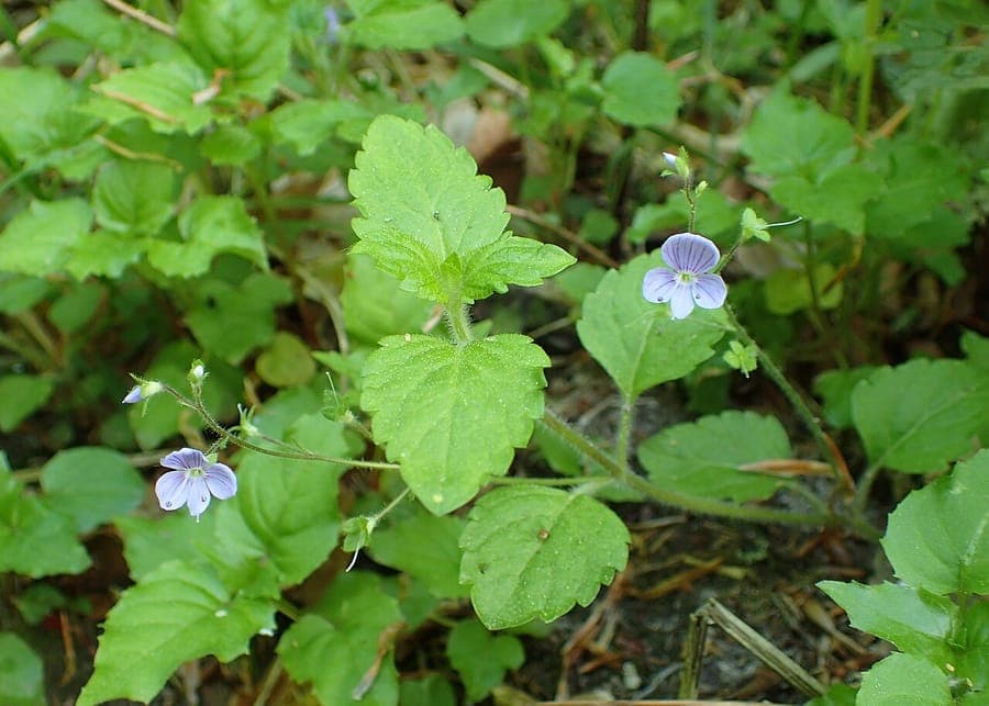 Veronica montana flowers in woodland setting
