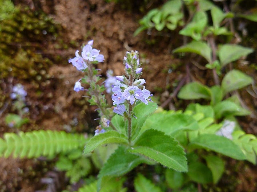 Fleurs et feuillage de Veronica officinalis