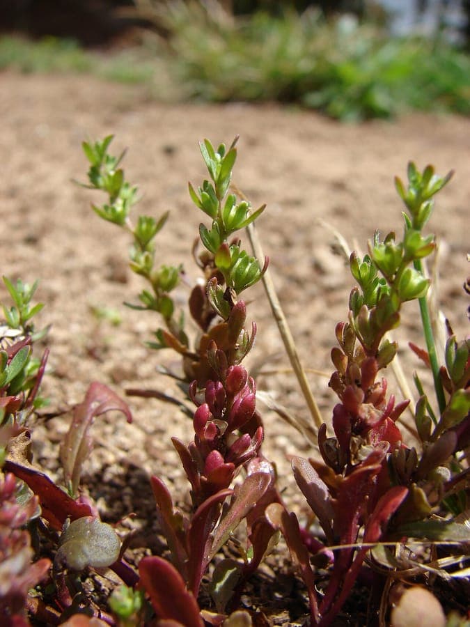 Necklaceweed met delicate blauwe bloemen in een zonnige tuin