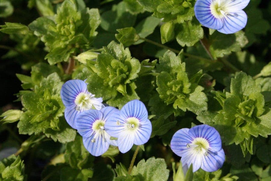 Veronique persane avec fleurs bleues s'epanouissant en hiver