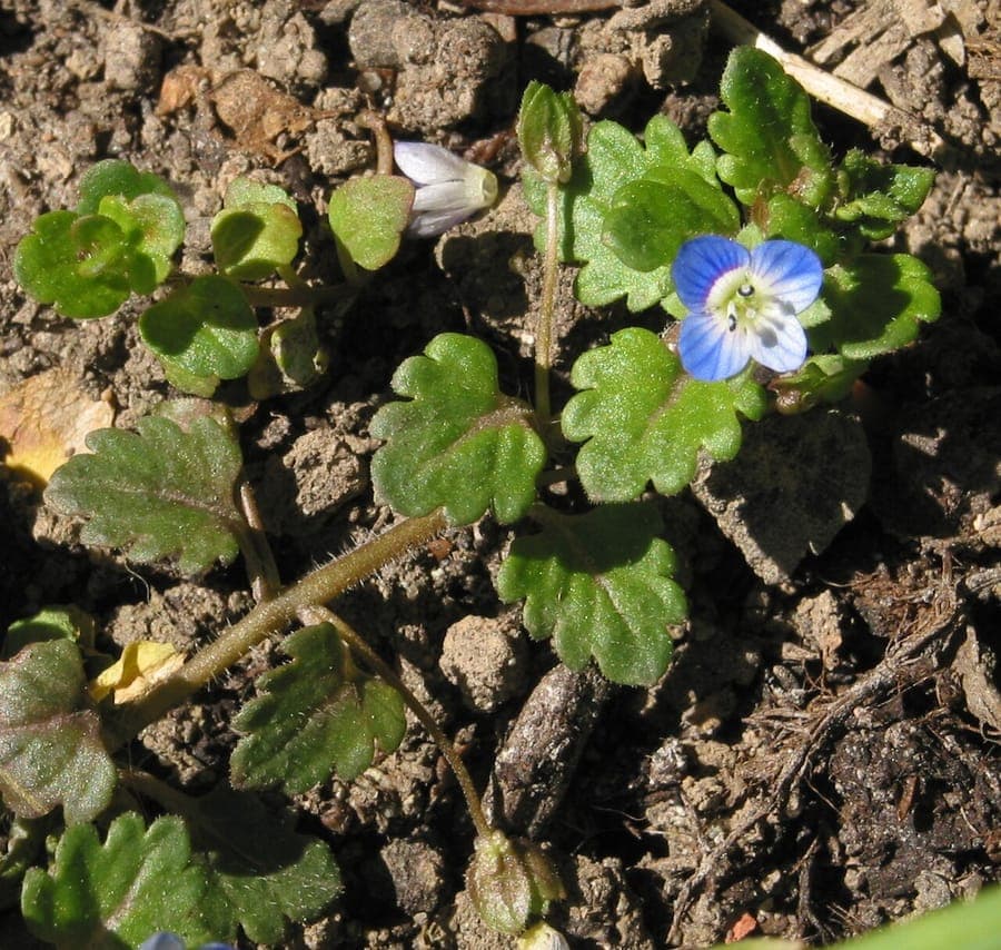 Veronica polita with delicate blue flowers