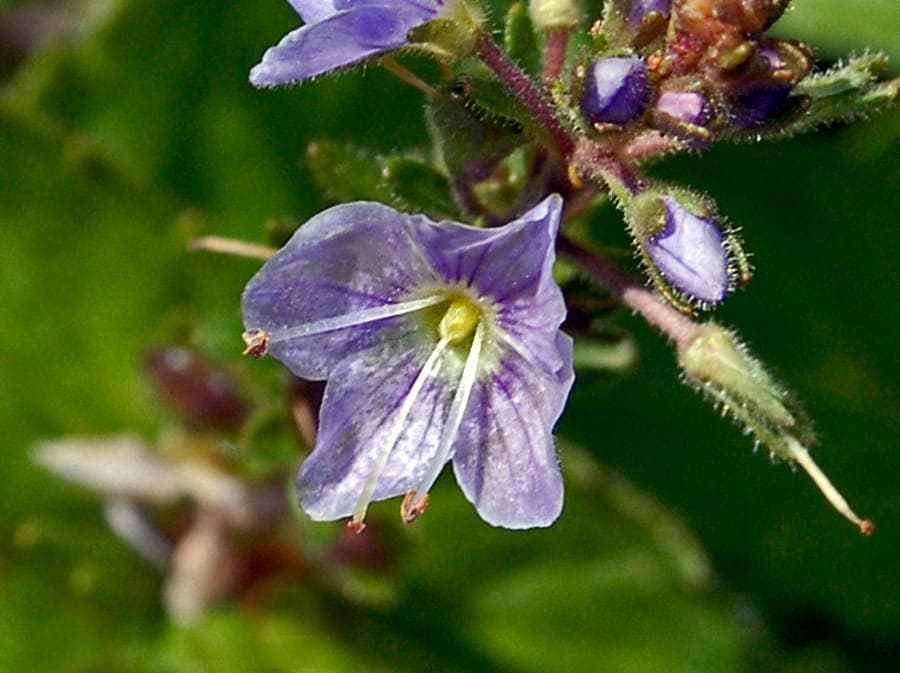 Veronique de Gouan (Veronica ponae) avec ses epis de fleurs bleues en habitat montagnard
