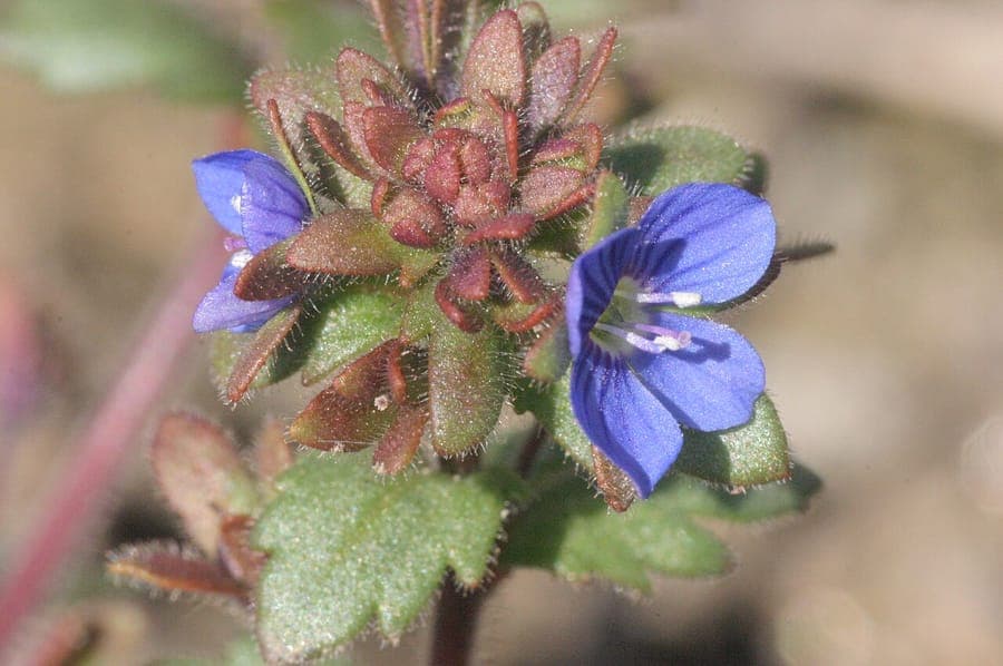 Veronica praecox in volle bloei met blauwe bloemen