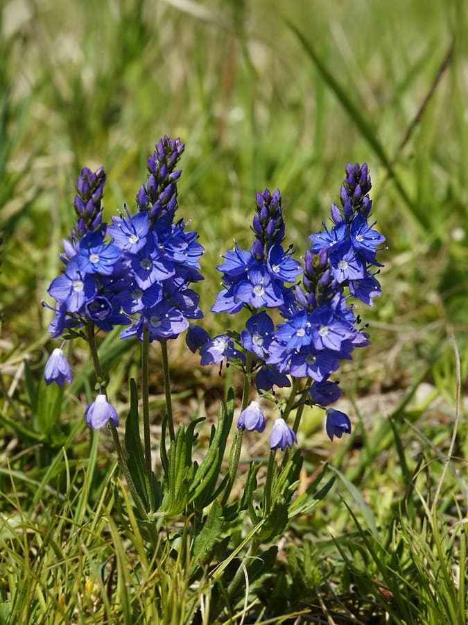 Veronica prostrata als bodembedekker met blauwe bloemen