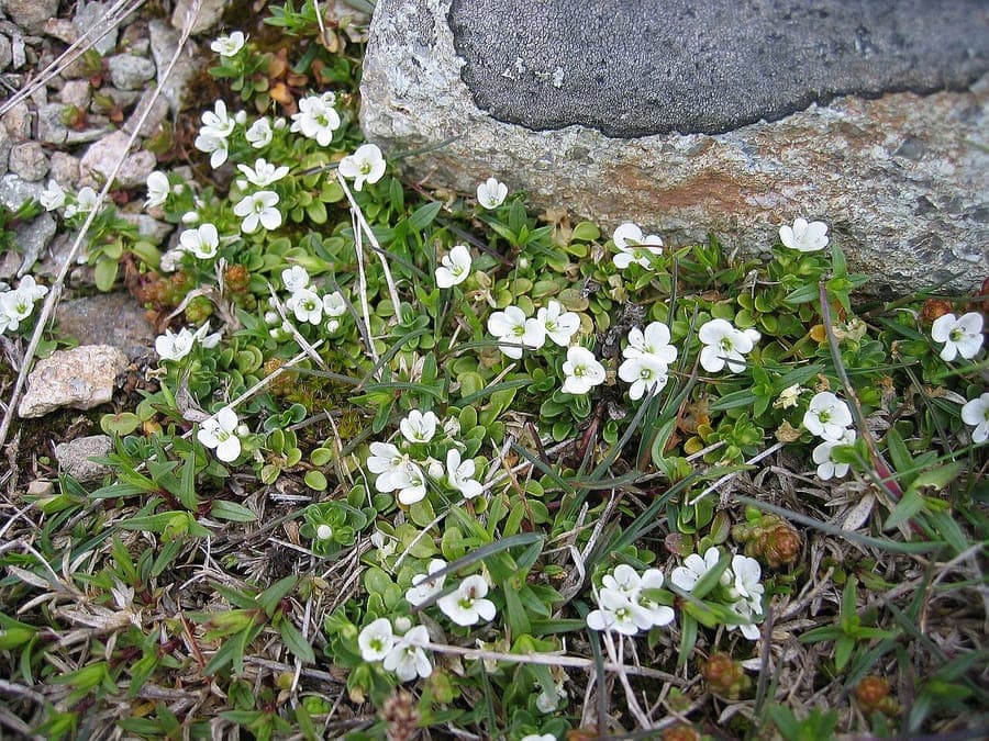 Veronica repens avec fleurs bleues en habitude rampante