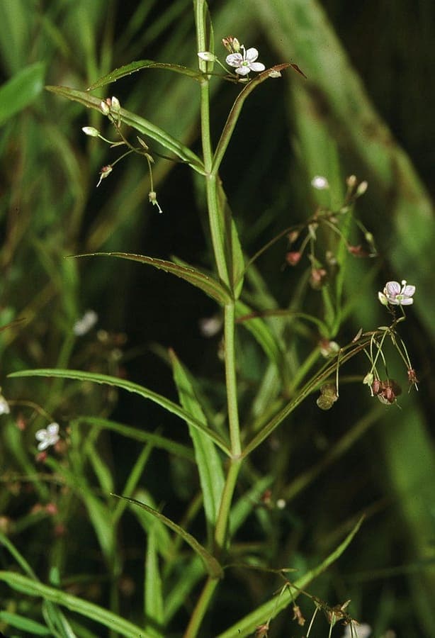 Veronica scutellata mit Bluten am Wasser und Feuchtgebieten