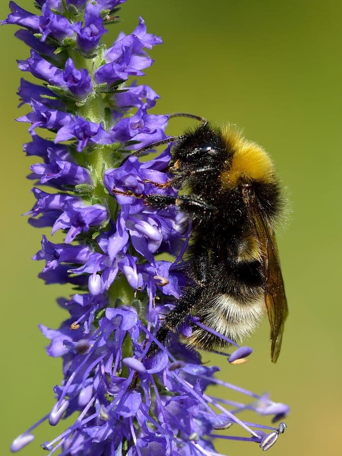 Ahriger Ehrenpreis mit blauen Blutenstanden im Garten