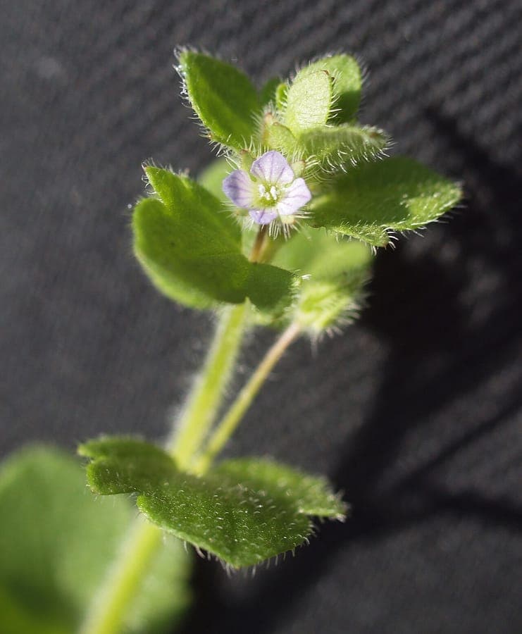 False ivy-leaved speedwell (Veronica sublobata) with small blue flowers on humus-rich woodland floor