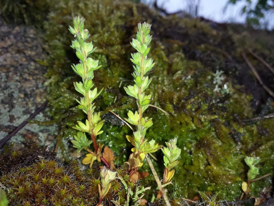 Winzige blaue Bluten der Veronica verna im Fruhling