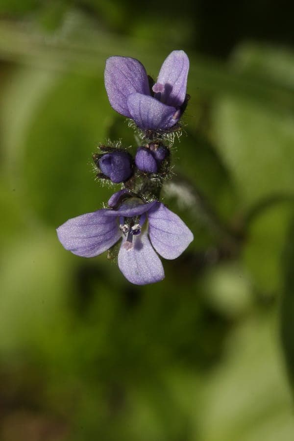 Veronica wormskjoldii with blue-violet flowers on alpine terrain