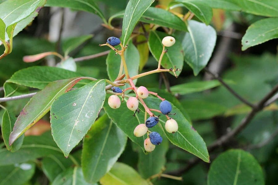 Witherod (Viburnum cassinoides) displaying characteristic leaves and berries