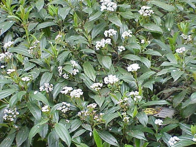Viburnum davidii shrub with dark green foliage and blue berries