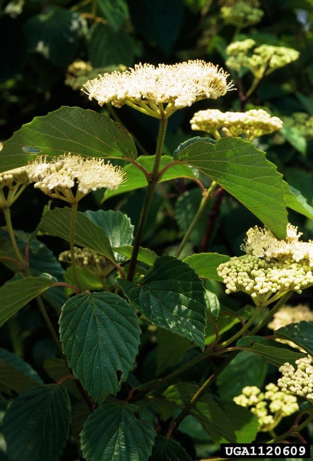 Viburnum dentatum with white-cream flower clusters and green foliage
