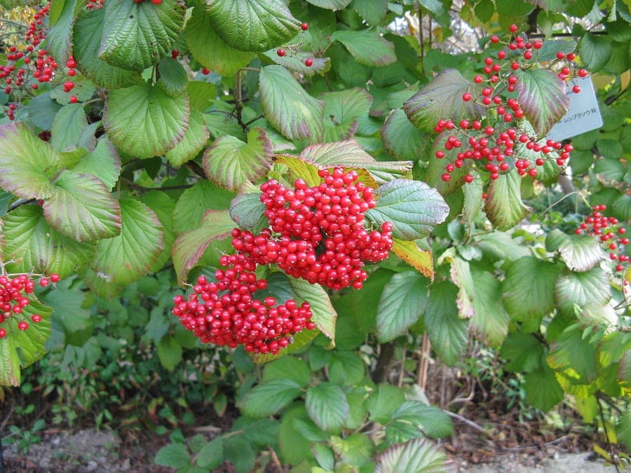 White flowers of Viburnum dilatatum followed by red berries