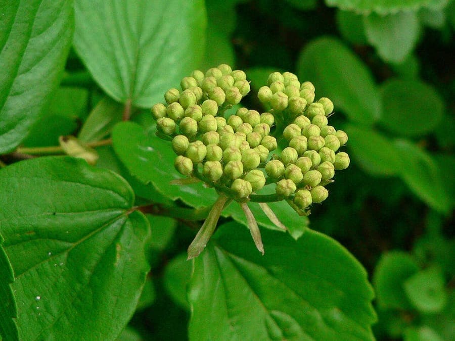 Viburnum ellipticum avec feuilles ovales et bouquets de fleurs blanches