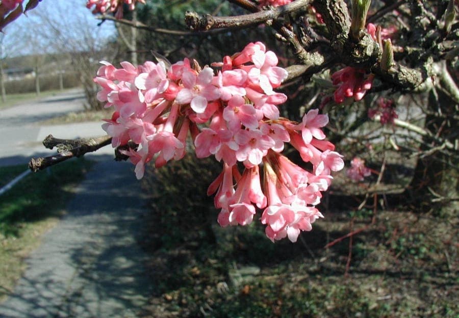 Witte bloemen van Viburnum farreri in winter