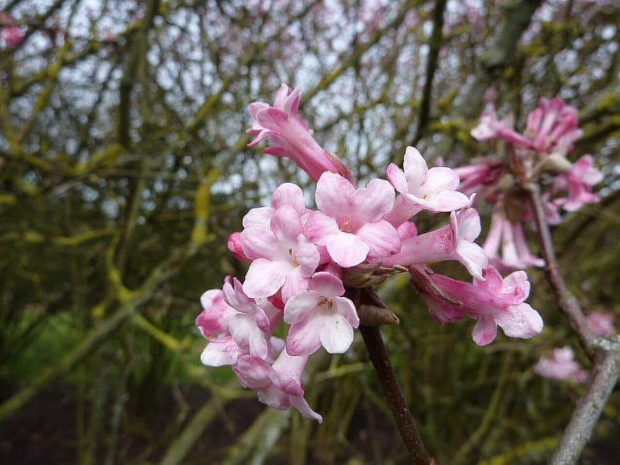 Viburnum grandiflorum displaying large, fragrant white-pink flower balls in winter