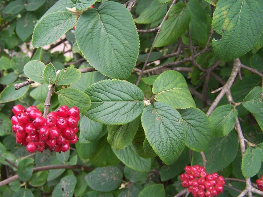 Viorne lantane en fleur dans un massif mixte, printemps