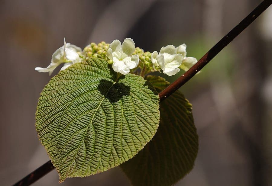 Viburnum lantanoides avec fleurs blanches parfumées et baies rouges brillantes