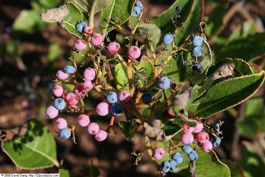 Viburnum nudum with white flowers and green foliage