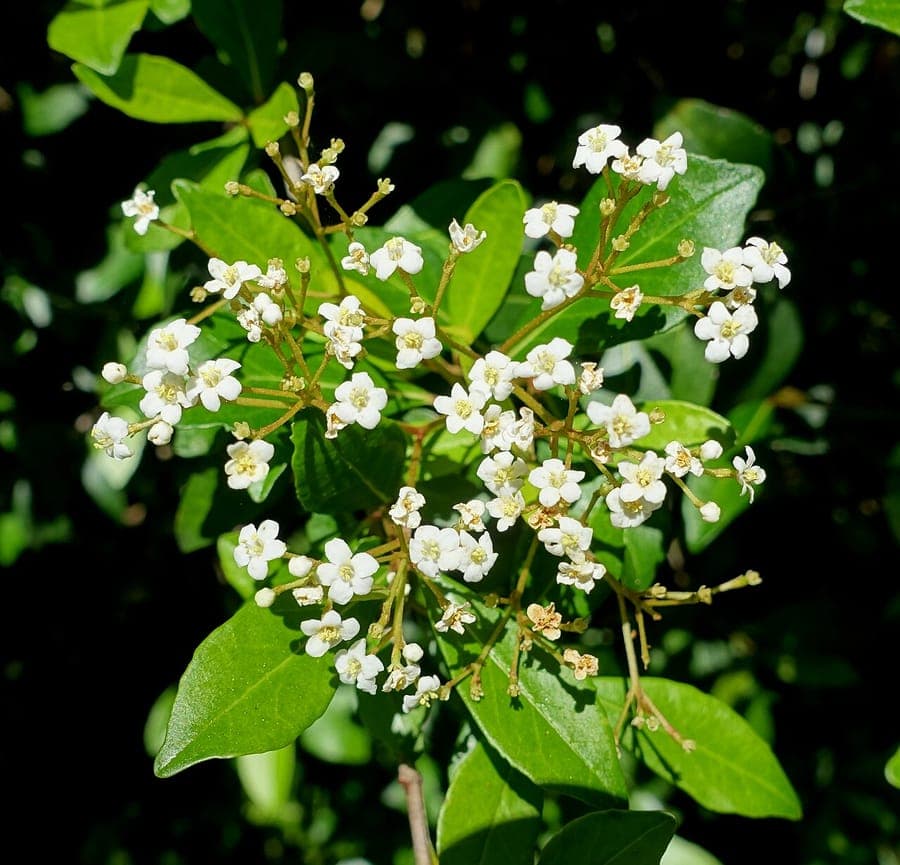 Viburnum obovatum displaying delicate white flowers and small obovate green leaves