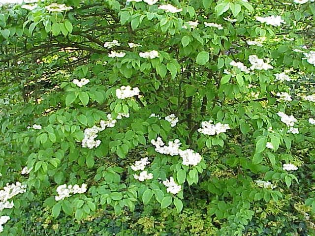 White flower clusters of Japanese snowball in full bloom