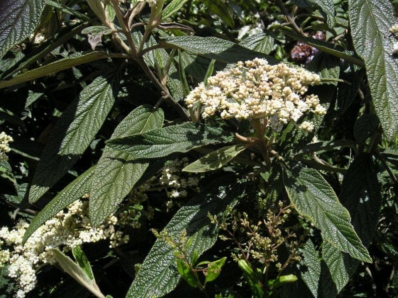 Viburnum rhytidophyllum in full growth with glossy, crinkled leaves and white flower clusters