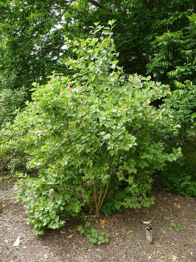 Weisse Bluten und rote Beeren des Viburnum sargentii uber Jahreszeiten