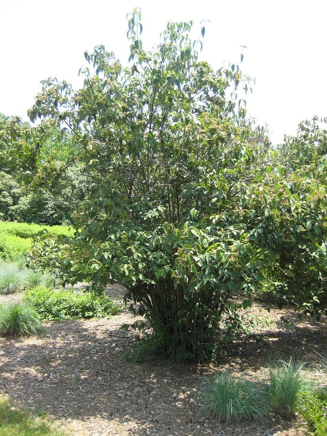 Viburnum setigerum arbuste avec rameaux rouges épineux et fruits orange-rouges